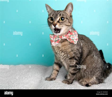Brown Tabby Cat Portrait In Studio And Wearing A Bow Tie Stock Photo