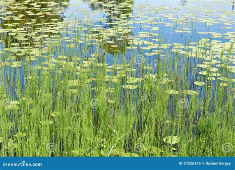 Beautiful Nature Background With Lake And Water Lilies Stock Image