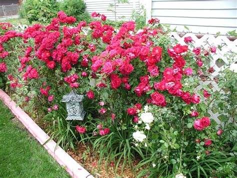 Rose Hedge Rose Hedge Garden Flower Beds
