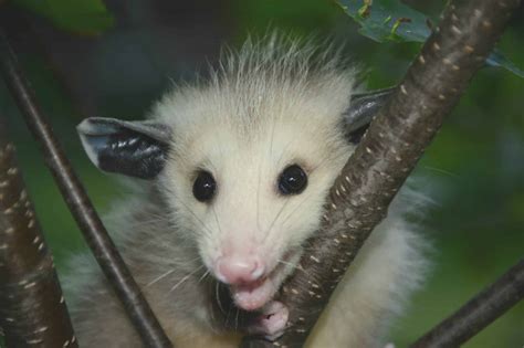 How To Get Rid Of Possums In Your Home And Yard The Ultimate Guide 2023