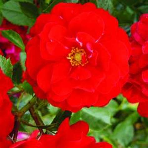 Buy Red Roses Online Order Roses Online Uk Roses For