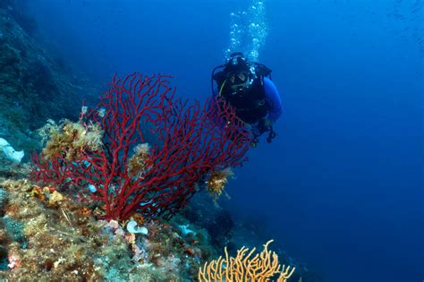 Diving In Nice The Heart Of The French Riviera World Adventure Divers