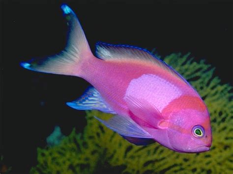 Poisson rose