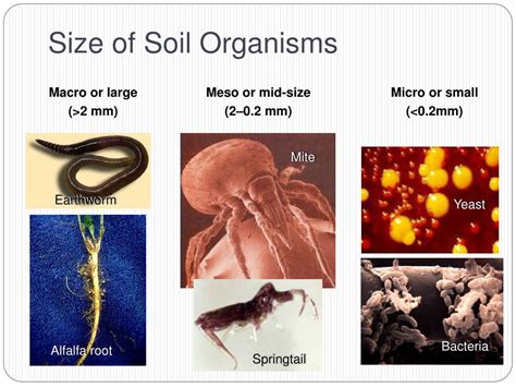 What Are The Different Types Of Soil Organisms With Pictures Images