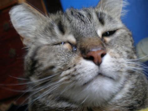 Download hd 1080x2340 wallpapers best collection. crying cat | Flickr - Photo Sharing!