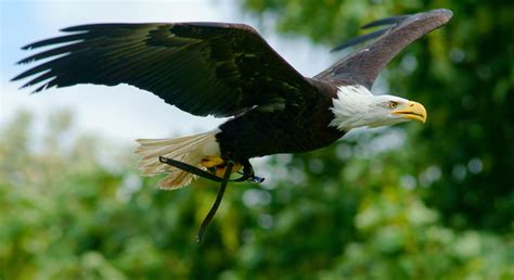 Eagles that live near seabird colonies will eat more birds, and eagles in the interior. Types of Eagles - What Do Eagles Eat - Where do Eagles live