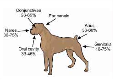 Frequency Of Carriage Of Staphylococcus Intermedius At Mucosal Sites In