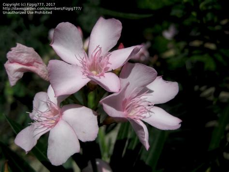 Plantfiles Pictures Oleander Petite Pink Nerium Oleander By