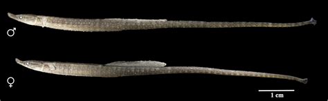 A La Une A New Species Of Freshwater Pipefish Teleostei