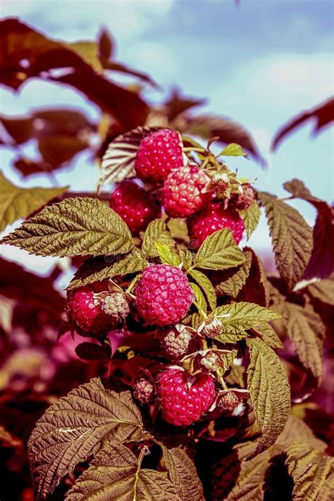 Berry Garden Raspberry Red Ripe Large Branch And Leaves Green Stock