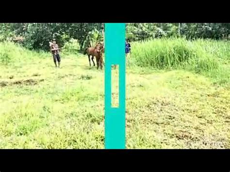 Kuda kawin, animals vlogs breeding 54.469 views3 months ago. Kuda kawin, Ngawinin kuda - video.SportNK