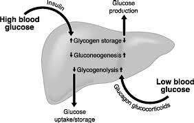 They are organic compounds organized in the form of aldehydes or ketones with multiple hydroxyl groups coming off the carbon chain. How is glucose stored in the liver? - Quora