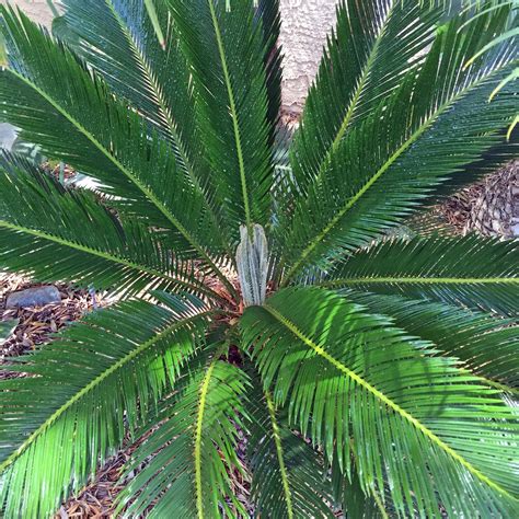 The very moment you determine that your tree is dead, be sure to reach out to a professional removal service and have it removed right away. Brad's Tropical Paradise: How to tell if your cycad (sago ...