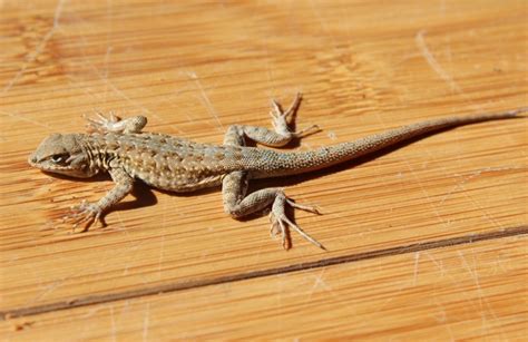 5 Simpler Ways To Get Rid Of House Lizards
