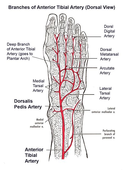 Dorsum Of Foot Anatomy
