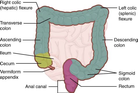 Illustration Of The Large Intestine Taken From Anatomy And Physiology