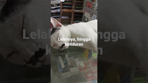 Lelahnya Hingga Ketiduran Shorts Youtube