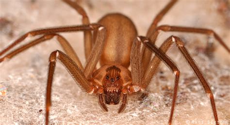 How To Treat A Brown Recluse Spider Bite After Teotwawki