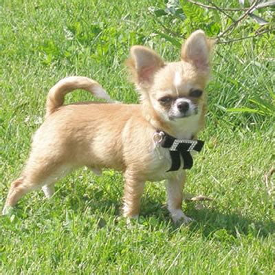 See more ideas about chihuahua love, chihuahua, cute chihuahua. Chihuahua - Carattere, Prezzo, Cuccioli, Cure e Consigli