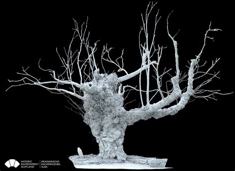 Digital 3 D Image Shows Europes Oldest Elm In Beauly As It Succumbs