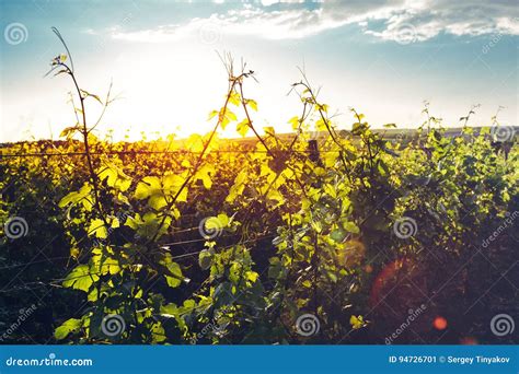 Grape Valley In Soft Sunset Light Growing Vineyard Picturesque Rural