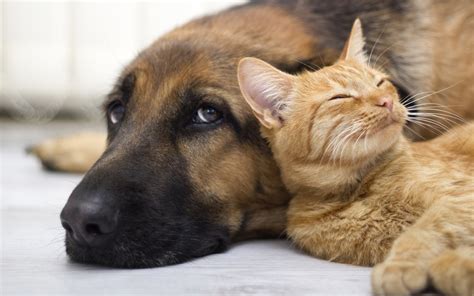 The most common dog cat accessories material is metal. Things You Should Know When Your Dog and Cat Live Together ...