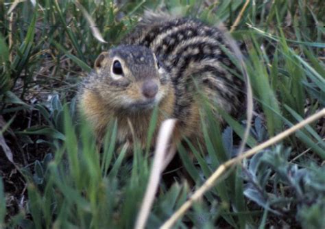 Thirteen Lined Ground Squirrel Missouri Department Of Conservation