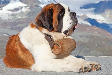 10 Cute St Bernard Puppy Pictures To Brighten Up Your Day Thrillist