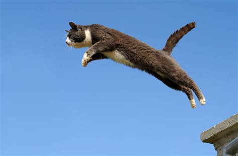 How High Can A Cat Jump And Why Cats Jump Everywhere