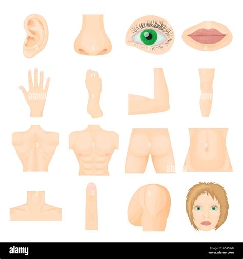 Iconos De Partes Del Cuerpo Estilo De Dibujos Animados Iconos De Partes