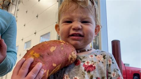 Rare Harvest 30000 Pounds Of Sweet Potatoes Sprout In Zeeland