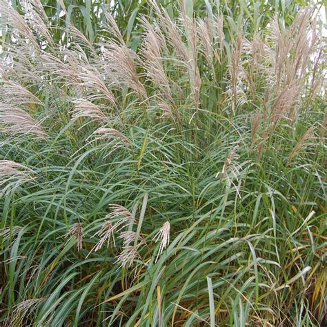 buy miscanthus sinensis silberfeder silver grass in the uk