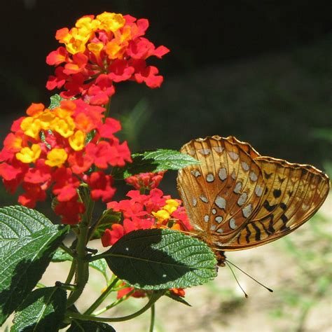 We did not find results for: Lantana x 'Dallas Red' - Mid Valley Trees