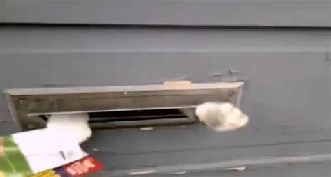Mailman Fights With Cat To Deliver Mail Video