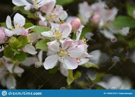 Stunning Apple Blossoms On A Fruit Tree In The Spring Stock Photo