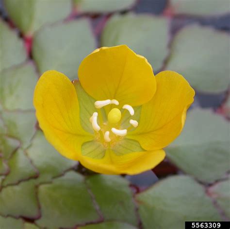 Mosaic Plant Ludwigia Sedioides