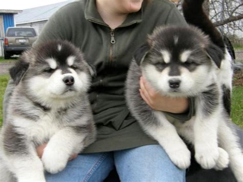 Florida husky den is home to both akc and ckc registered siberian huskies: Available Alaskan malamute Puppies for Sale in Miami ...
