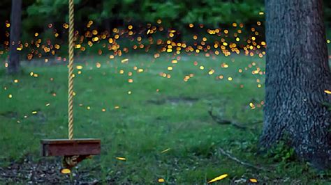 This Firefly Timelapse Captures The Essence Of Summer Evenings