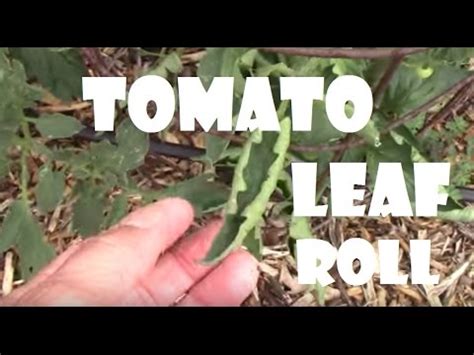 We did not find results for: Over Watering Tomato Plant Problems | Cromalinsupport