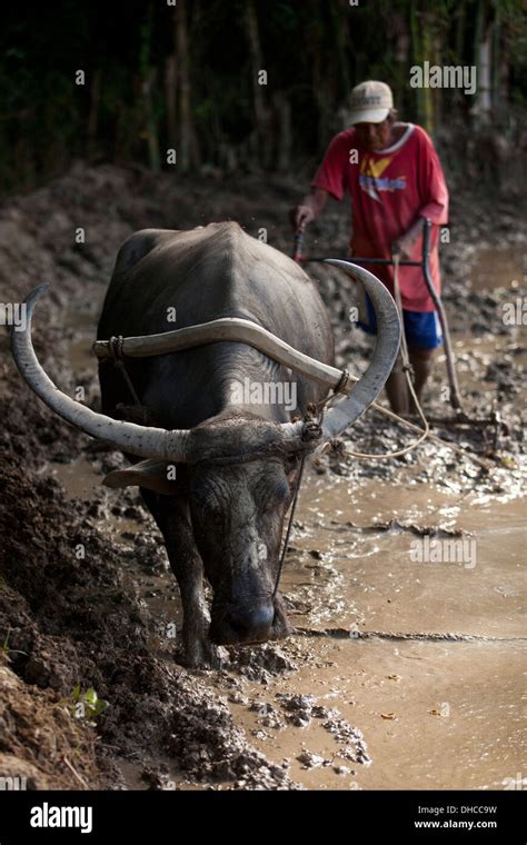 A Filipino Farmer Drives A Carabao While Working To Level A Rice Field