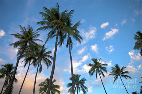 Hawaii Palm Trees Ubicaciondepersonascdmxgobmx