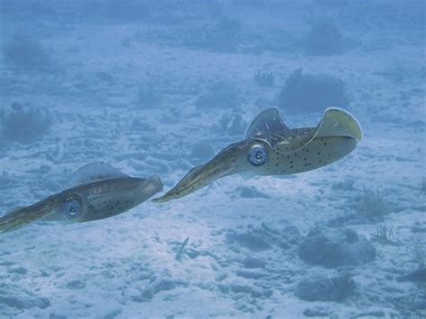 Différence entre une seiche et un calamar faisons le point
