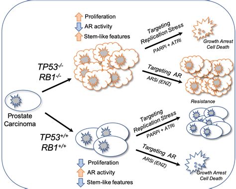 Targeting Replication Stress As An Effective Treatment For Tp53rb1 Deficient Prostate Cancers