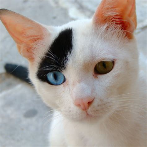150 Names For Cats With 2 Different Colored Eyes Heterochromia