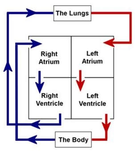 The coronary arteries are attached to the heart and supply oxygenated blood to the heart muscles. Blood Flow - The Cardiovascular System