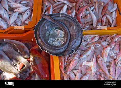 Fish Market In Tripoli Stock Photo Alamy