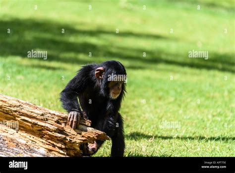 Baby Chimpanzee Hi Res Stock Photography And Images Alamy