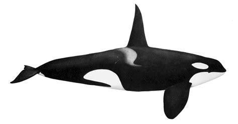 Umso überraschender sind die jüngsten angriffe der orcas auf segler in spanien. File:Orcinus orca NOAA 2.jpg - Wikimedia Commons