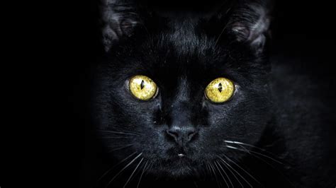 Origins Of Black Cat Superstitions