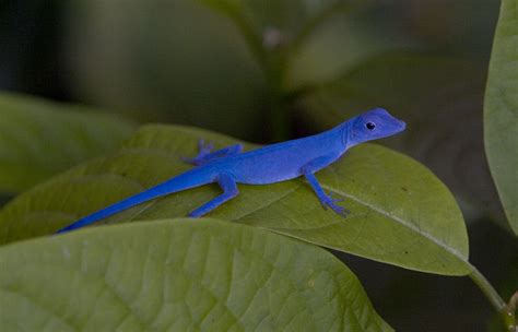 Blue Anole Facts And Pictures Reptile Fact